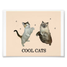 Gatos legal impressão de foto