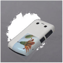 Gazania Capa Blackberry Bold