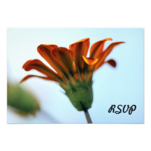 Gazania Convites Personalizado