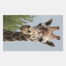 Girafa bonito adesivos retangulares