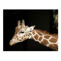 Girafa Cartão Postal