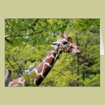 Girafa Notecards postais