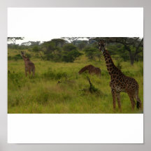 Girafas Pôsteres