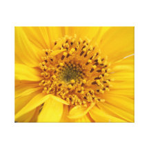 Girasol Impressão De Canvas Envolvidas