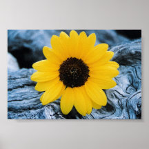 Girassol no registro de Burled Poster