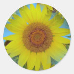 Girassol - Tournesol Adesivos Redondos