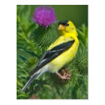 Goldfinch americano cartões postais
