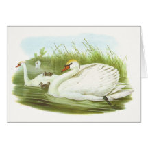 Gould - cisne muda - olor do Cygnus Cartoes
