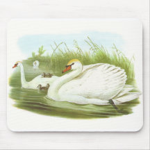 Gould - cisne muda - olor do Cygnus Mousepad
