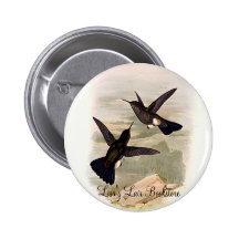 Gould - colibri escamoso do Sopro-Pé Boton