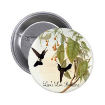 Gould - colibri Hoary do Sopro-Pé Boton
