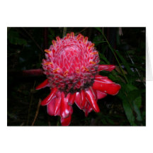 Grande cartão vermelho da flor