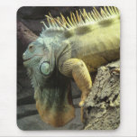 Grandes sp. masculinos da iguana mousepads