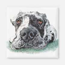 Great dane gravou acima de Merle