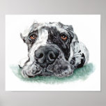 Great dane gravou acima de Merle Pôsteres