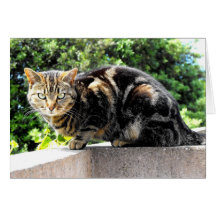 Gremlin o gato de gato malhado cartao
