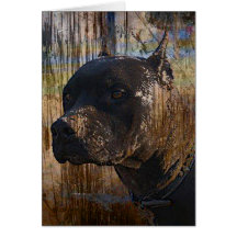 Grunge Staffordshire Terrier americano Pitbull Cartao