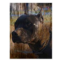Grunge Staffordshire Terrier americano Pitbull Cartão Postal