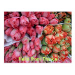 Grupos do CARTÃO das tulipas Cartao Postal