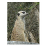 Guarda de Meerkat Cartões Postais