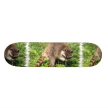 Guaxinim que banha o skate
