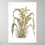 Halli do cirrho de Odontoglossum Poster