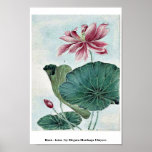 Hasu - lótus/por Megata Morikaga Ukiyo-e. Pôsteres