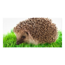 hedgehog cartão com fotos