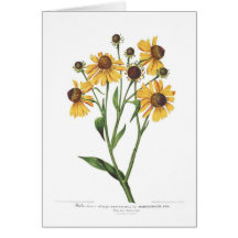 Helenium Cartões