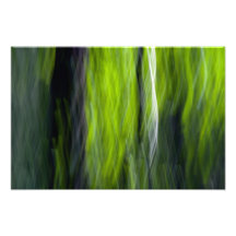 Hélices de Aspen entre pinhos Impressão Fotográficas