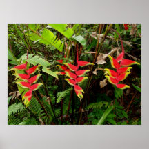 Heliconia havaiano posteres