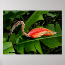 Heliconia havaiano poster