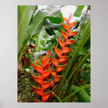 Heliconia havaiano posters