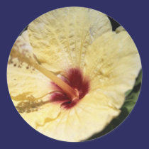 Hibiscus amarelo autocolantes
