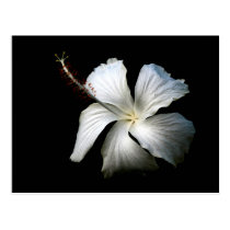 Hibiscus branco contra black.jpg cartées postais