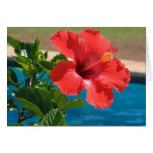 Hibiscus Cartões