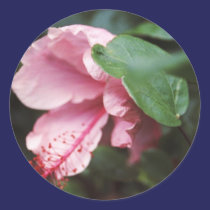 hibiscus cor-de-rosa autocolantes