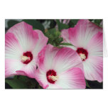 Hibiscus cor-de-rosa cartões