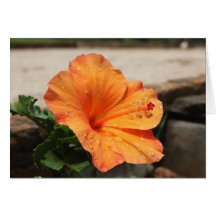 Hibiscus - Diversos Cartão