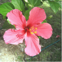hibiscus fotoescultura