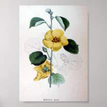 Hibiscus-hamabo botânico da arte do vintage poster