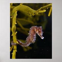hipocampo Curto-snouted do hipocampo do cavalo mar Poster