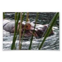 Hippopotamus no impressão do jardim zoológico do S Fotos