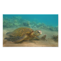 Honu de descanso foto artes