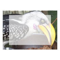 hornbill no fim do prato da comida acima convites