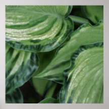 Hosta Posteres