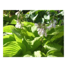 hosta que interpreta a luz solar convites