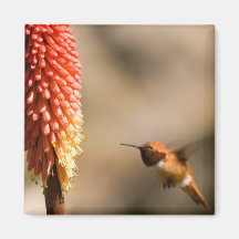 Humminbird e flor do póquer encarnado imãs