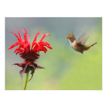 Hummingcat Fotografias