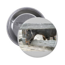 Humor do cavalo do celeiro pins